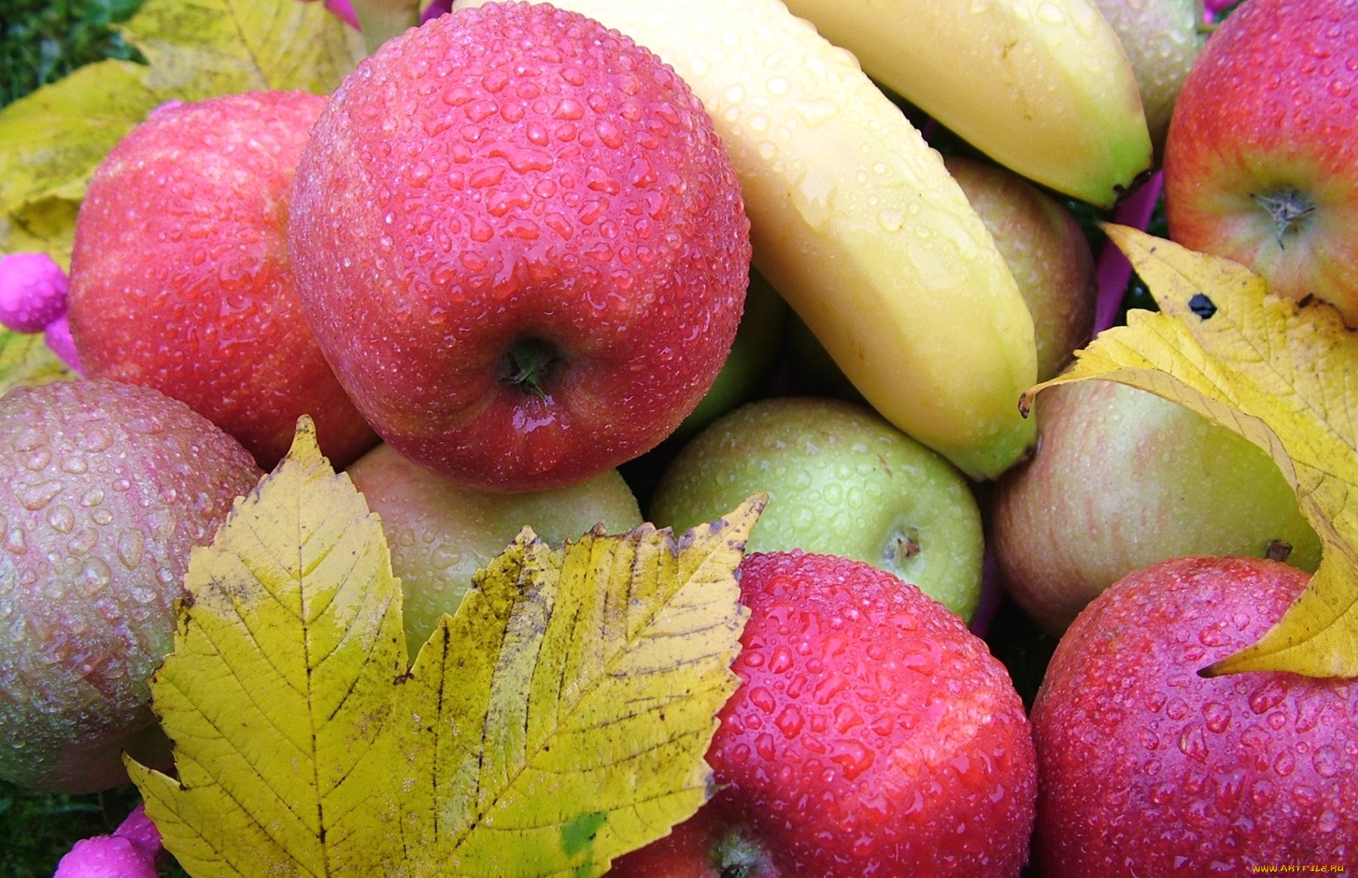 Яблоко фрукт или овощ. Яблоки обои. Овощи и фрукты. Румяное яблоко. Яблоки и бананы.